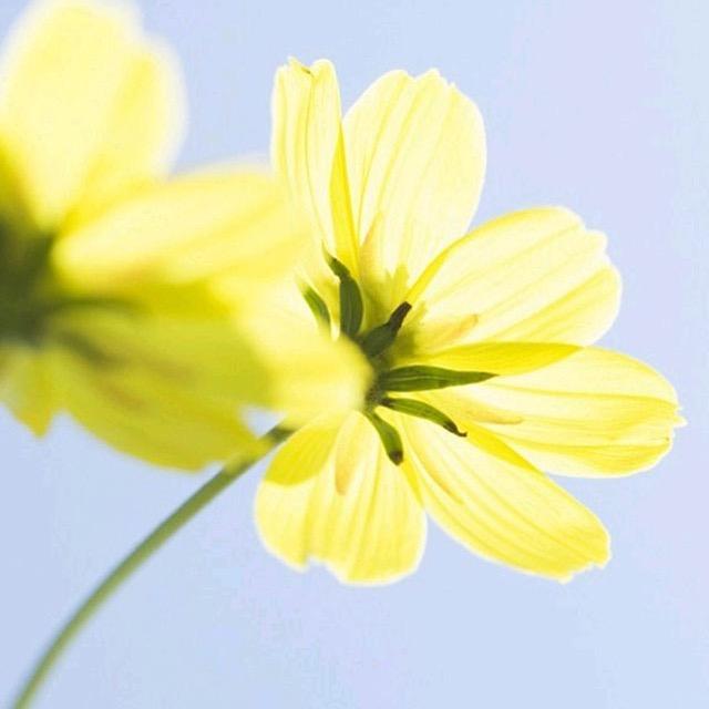 石岛呢喃花语鲜花坊