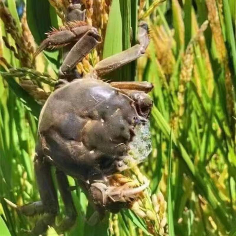 盘锦姐俩水产优品小铺