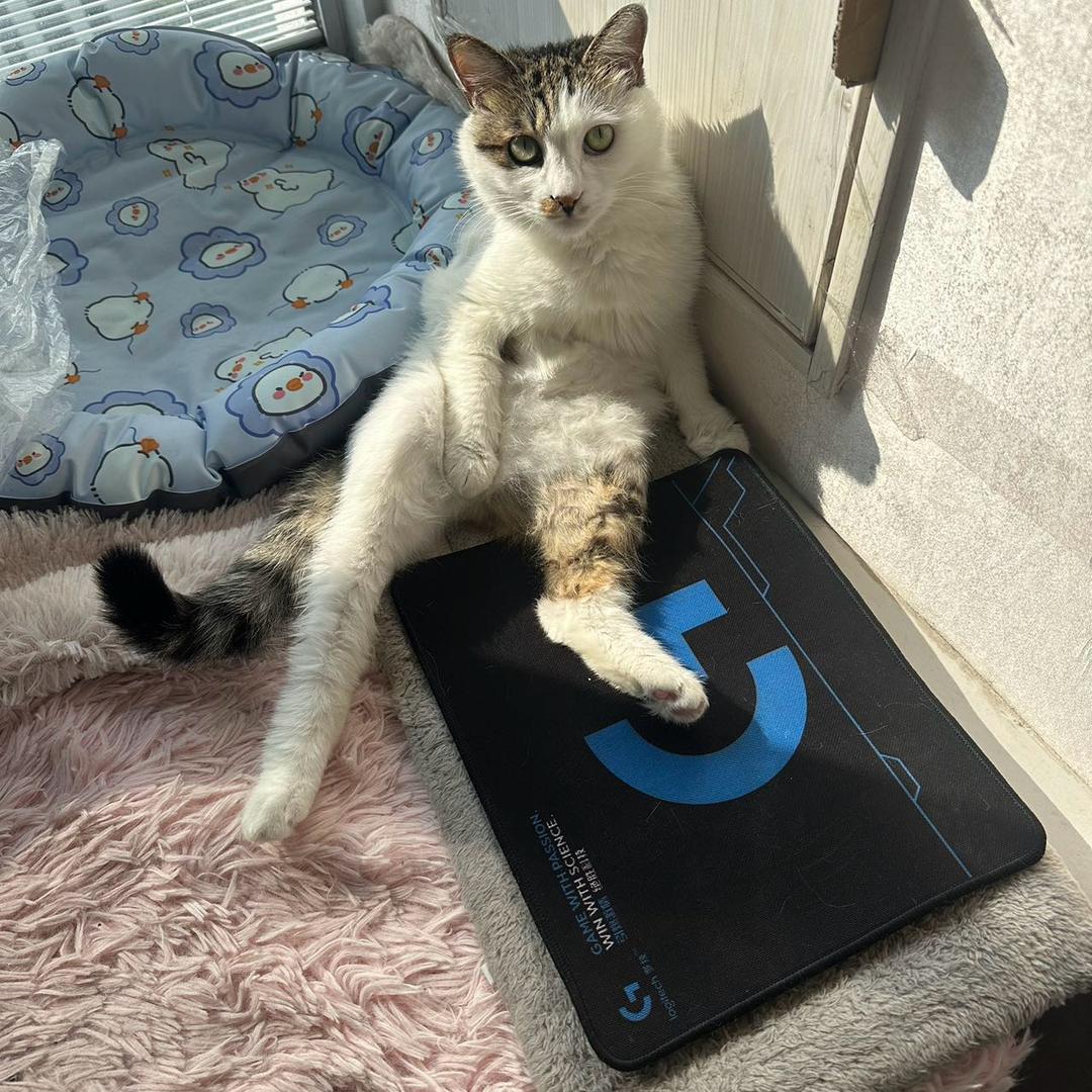 面具.