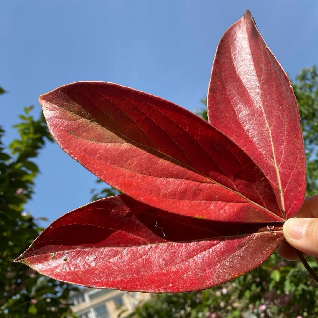 长皱纹的小女孩👧