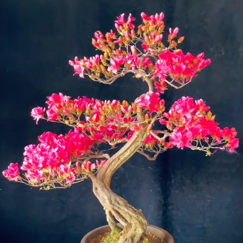 花寂园艺