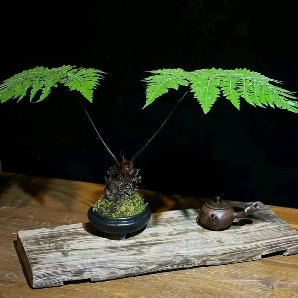 蕨语植株