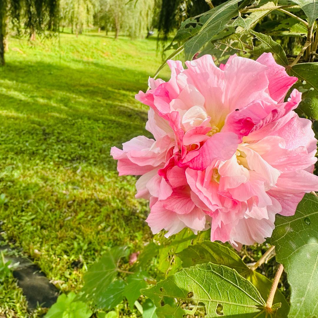 美丽花园