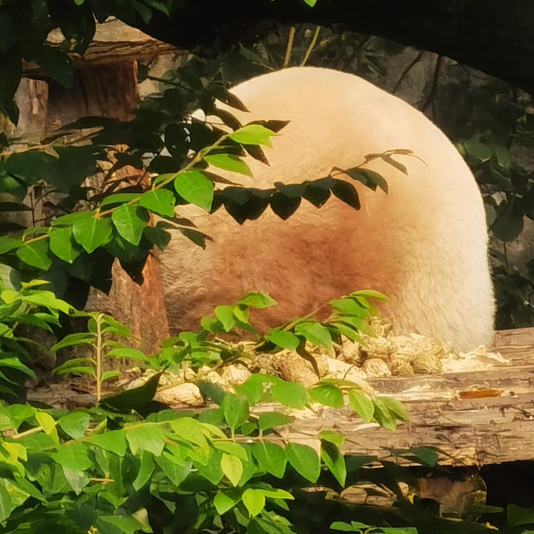 大圆脸子（养生版）