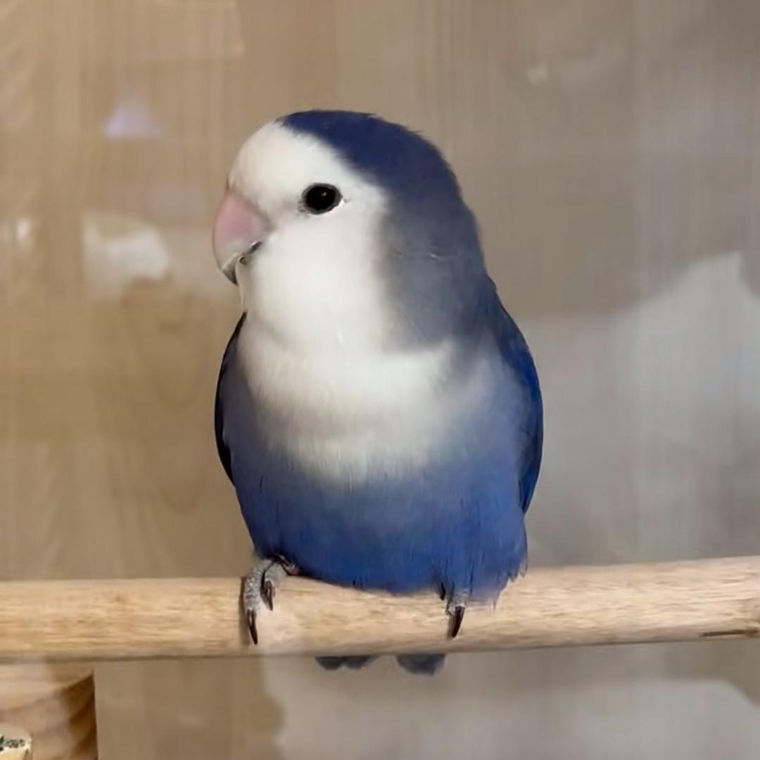 麦兜宠物馆
