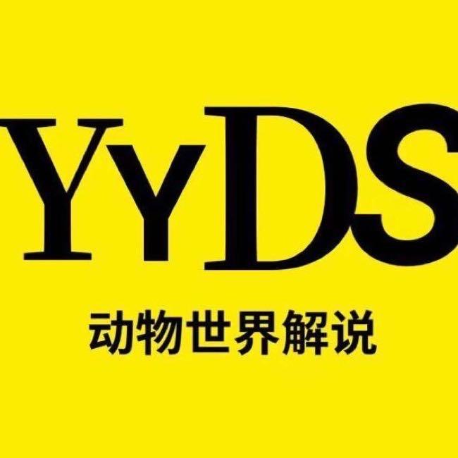 YYDS动物世界