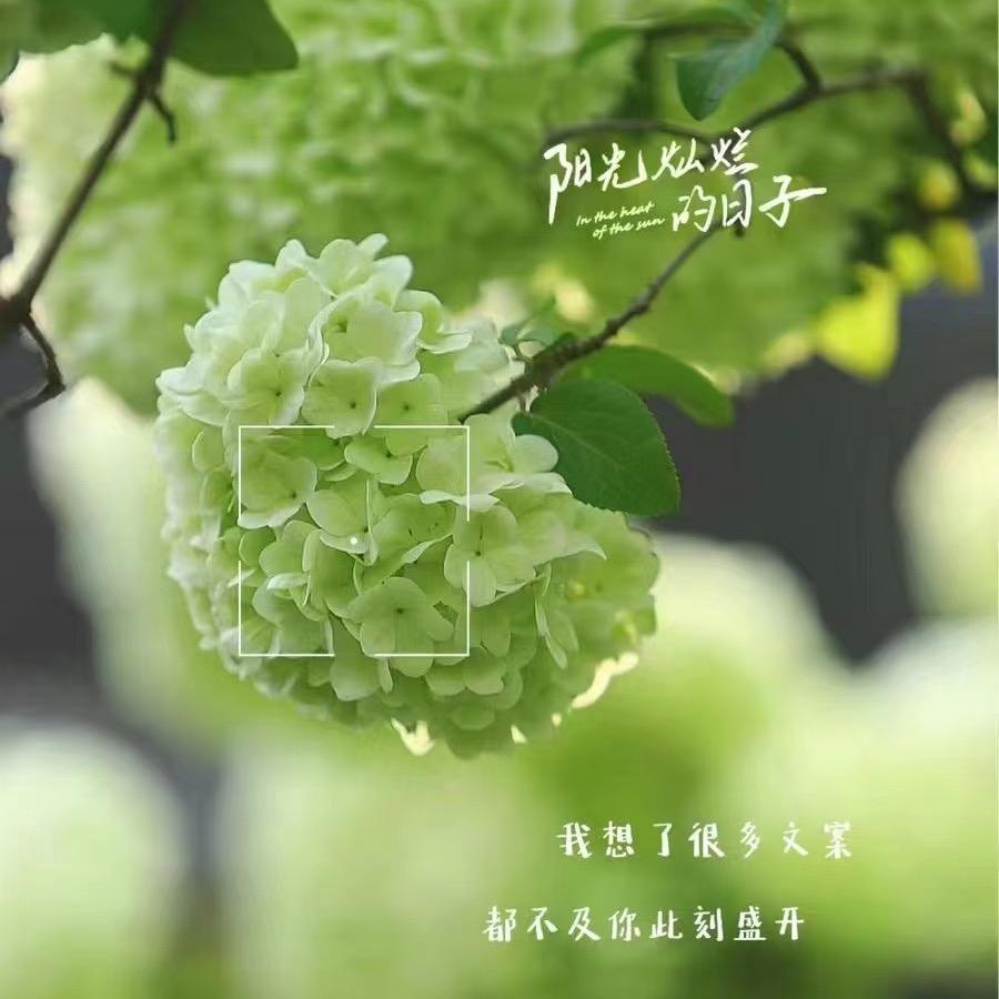 七棵树园林