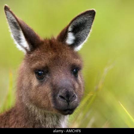牟平区老奉天烧烤店