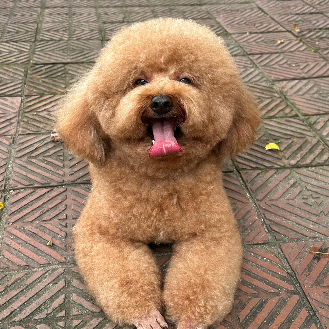 小♣️猫咪🍀🇻🇳