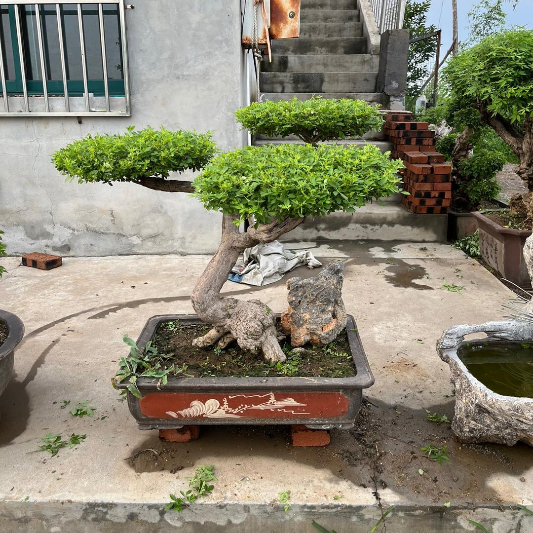 黄荆盆景园
