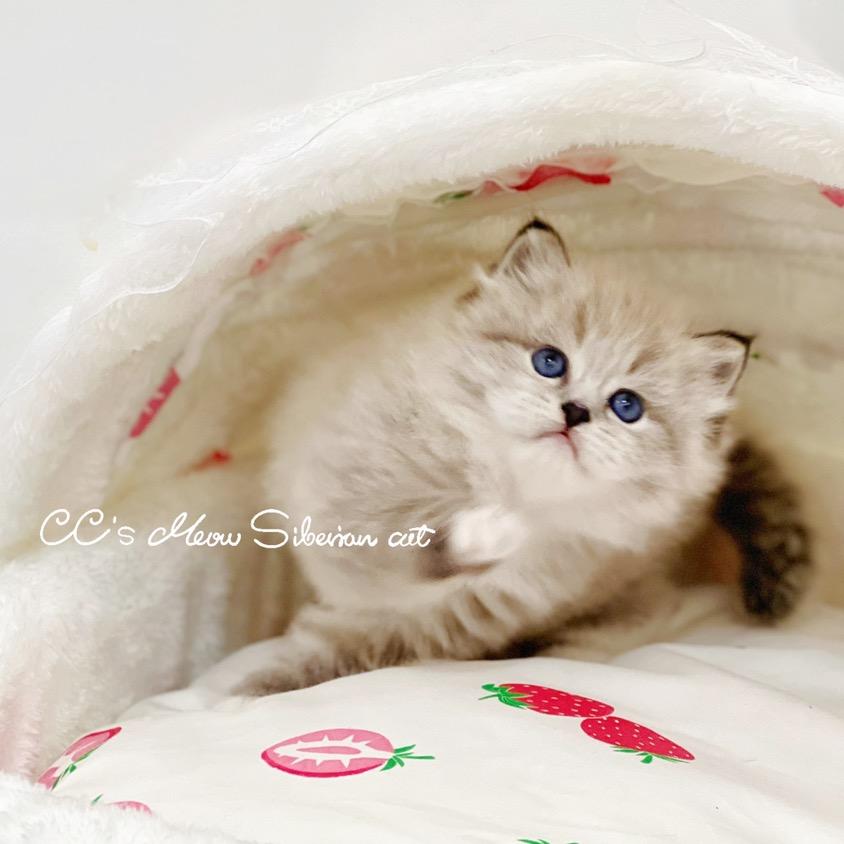 Cc's meow西伯利亚森林猫猫舍