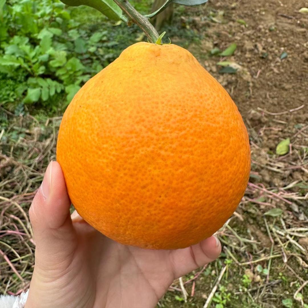 果树种植卷老师