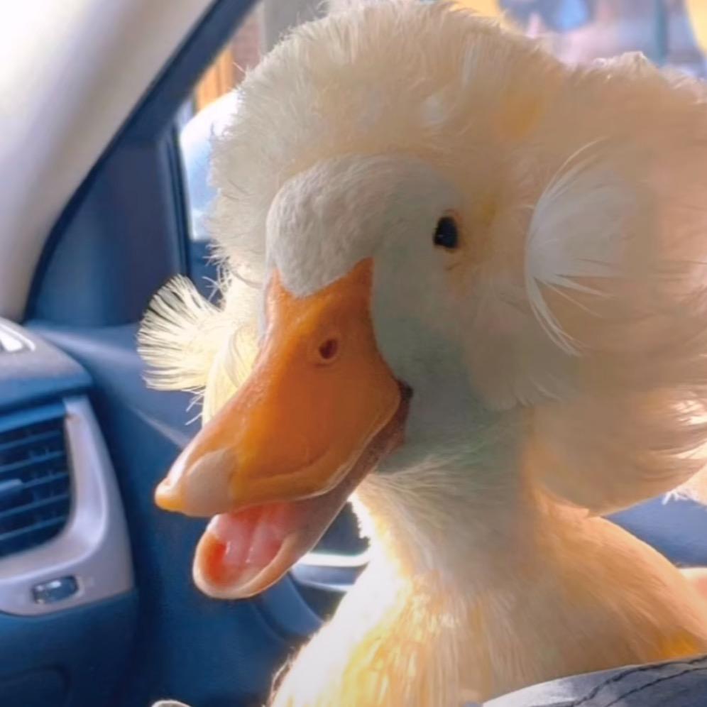 李沐七(猫狗版)