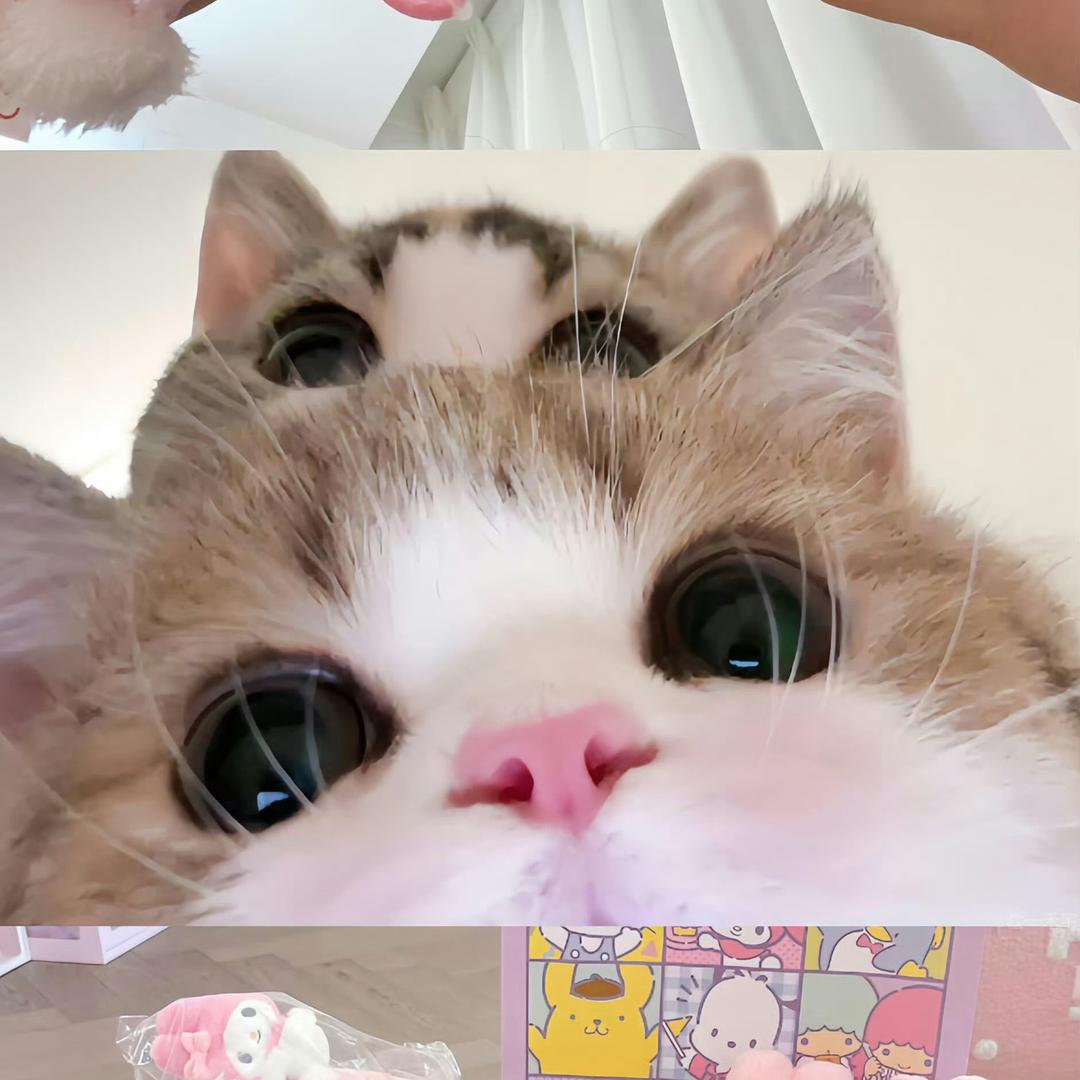 昭