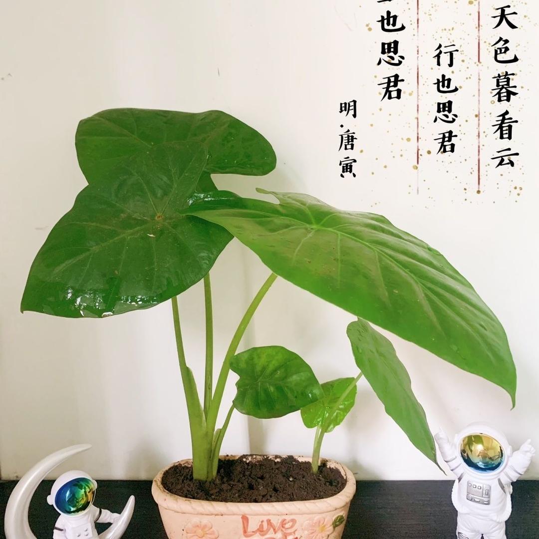 纳美利
