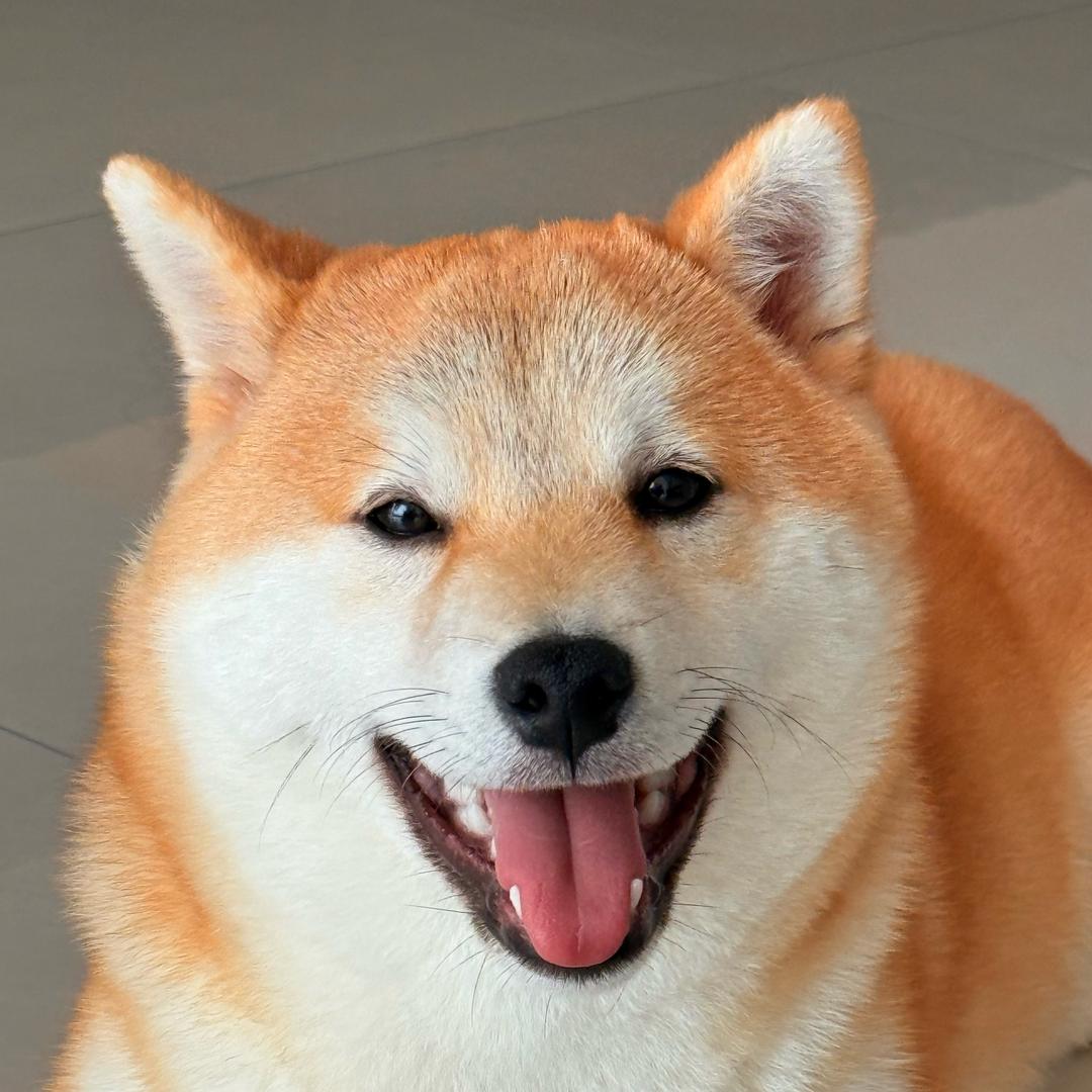 柴包子与钱多多