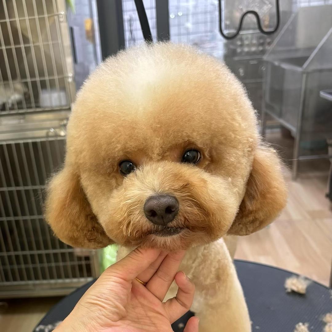 有只泰迪叫滴滴