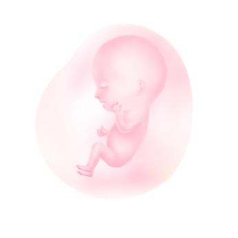 迎接小宝贝的孕妈（孕中期）