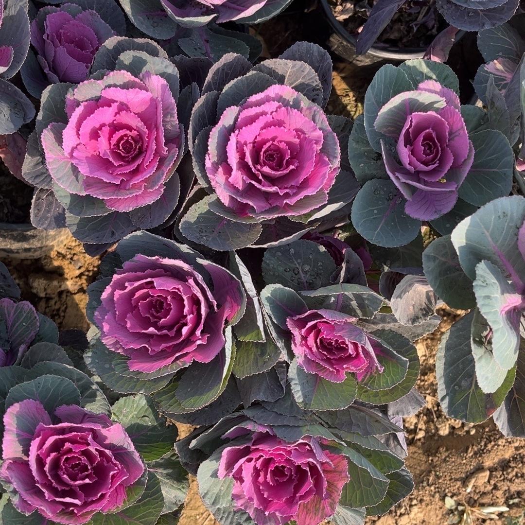 众友苗木严选店