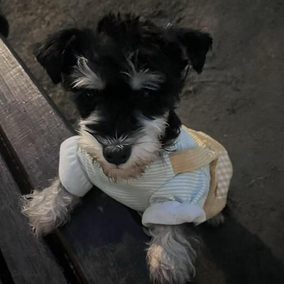 🍬 簡 • 愛💕