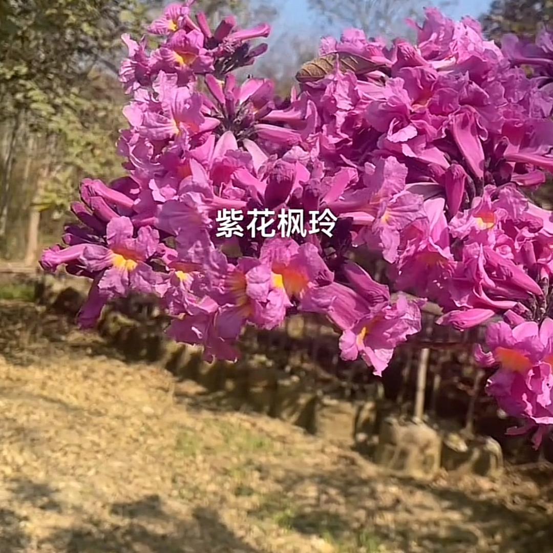 紫花枫玲黄花枫玲