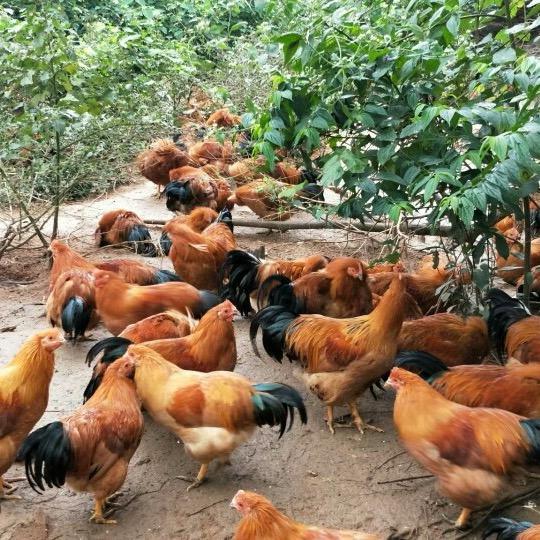 大弟农场土特产