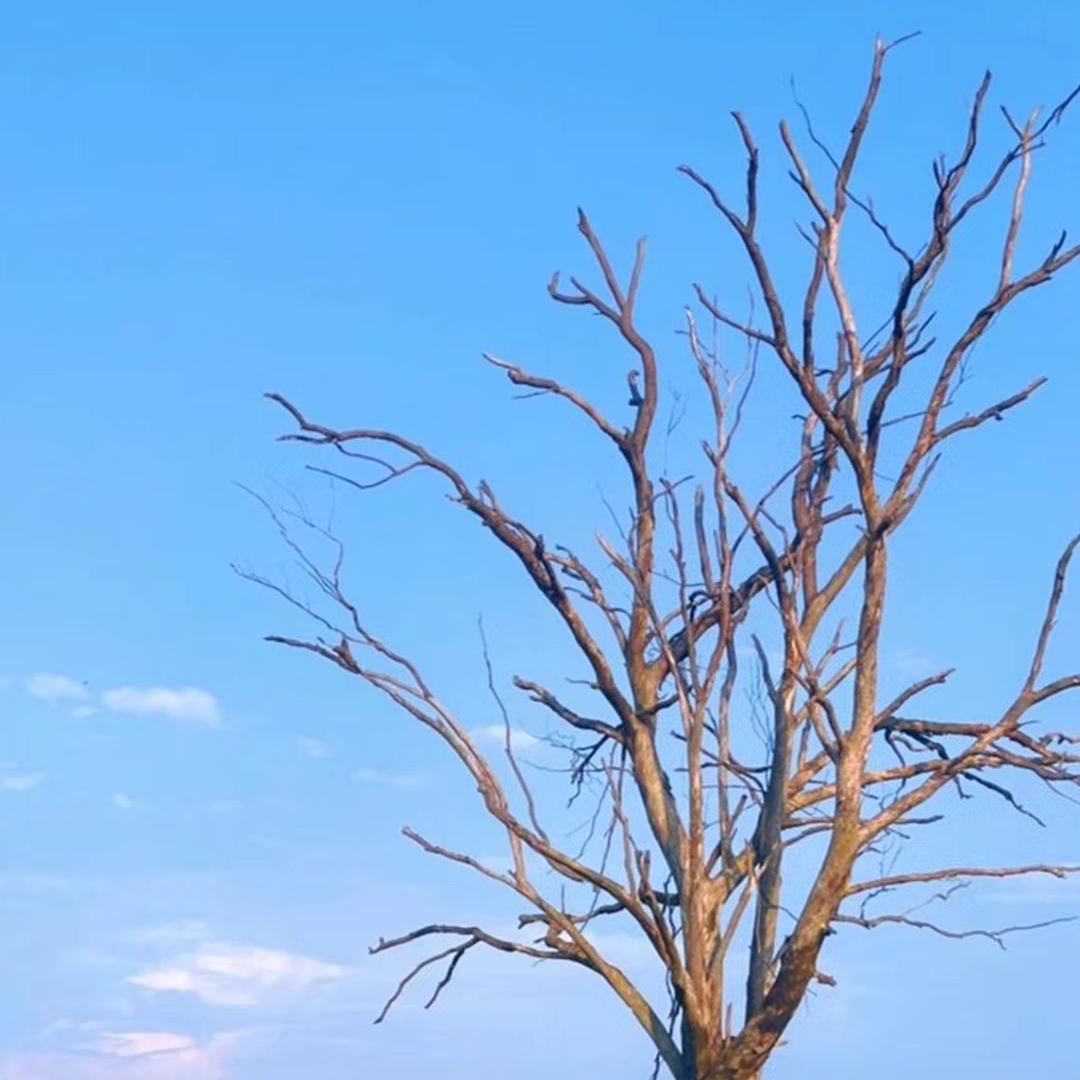 木和子加一曼🌏