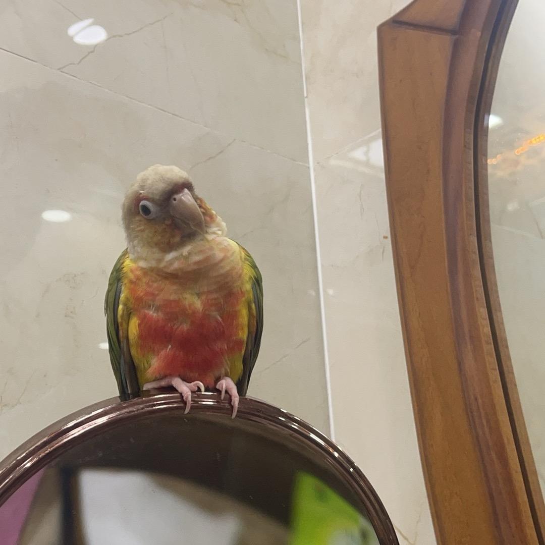MadĪna🦜