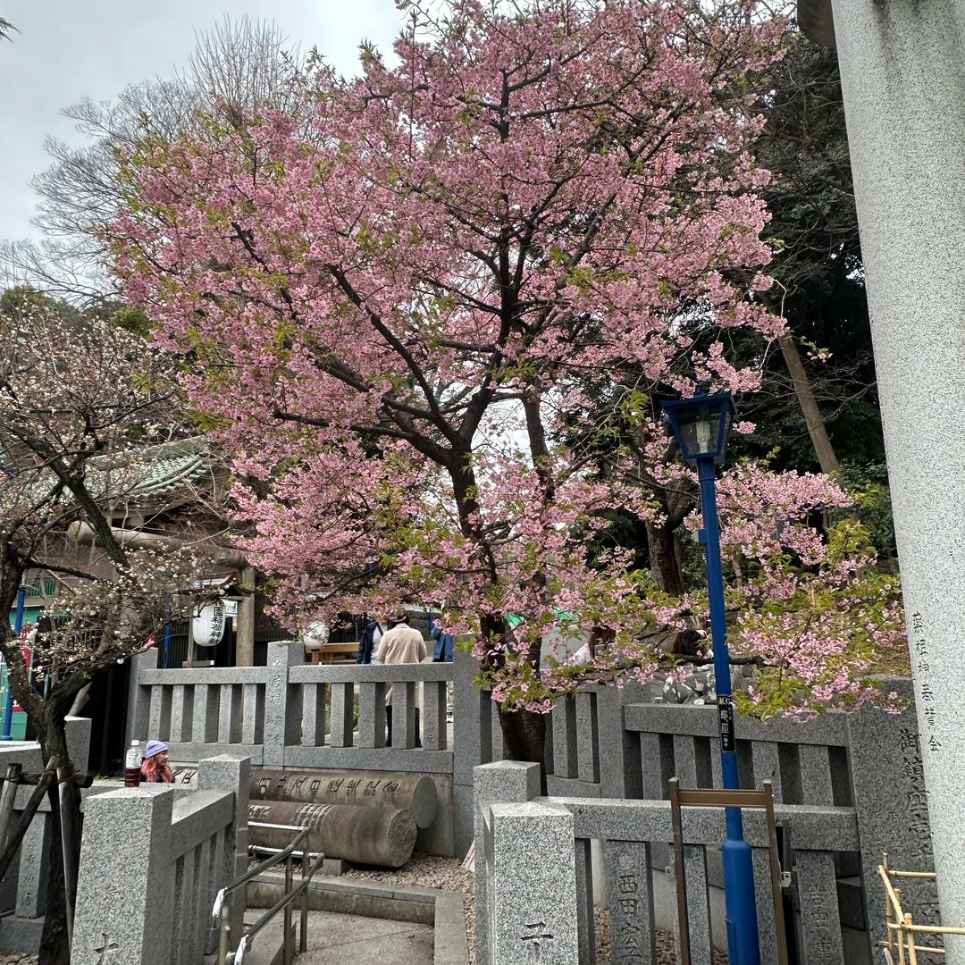 霓homo街溜子