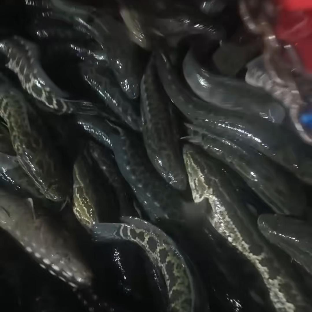 依然