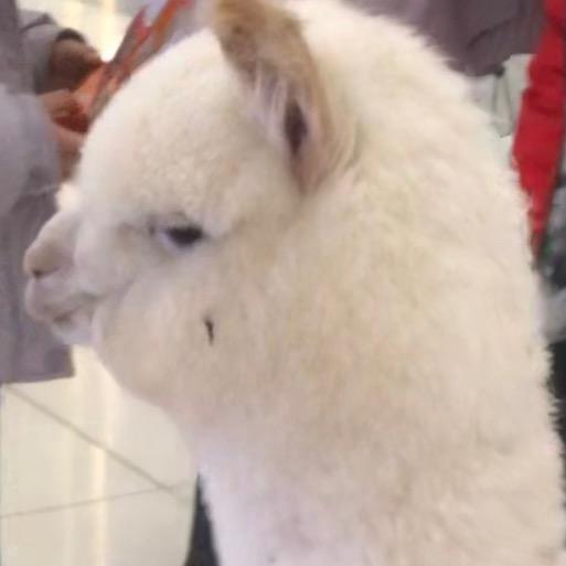 前滚翻出地球🌍