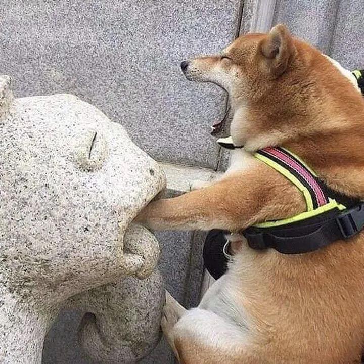 布赫