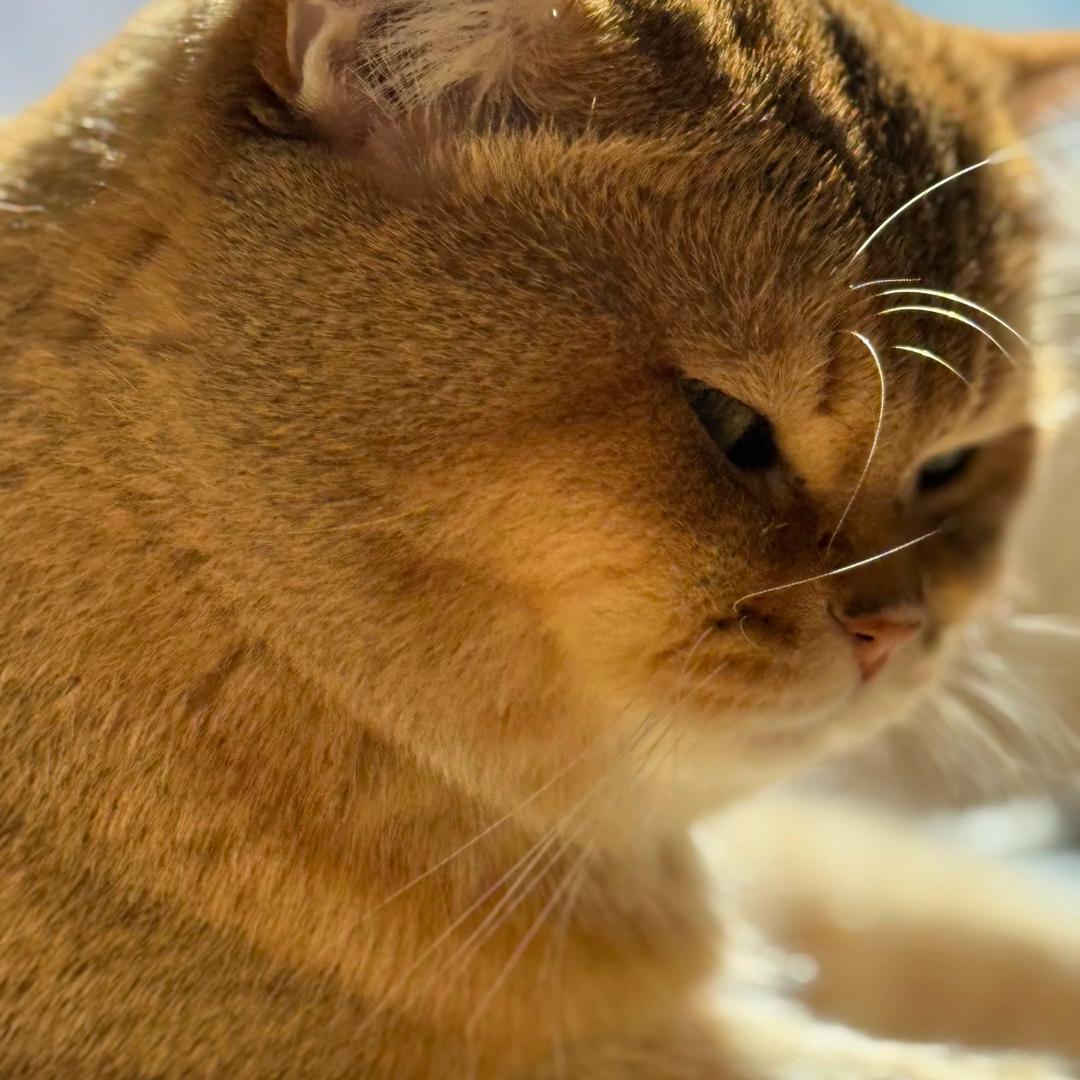 躲猫猫
