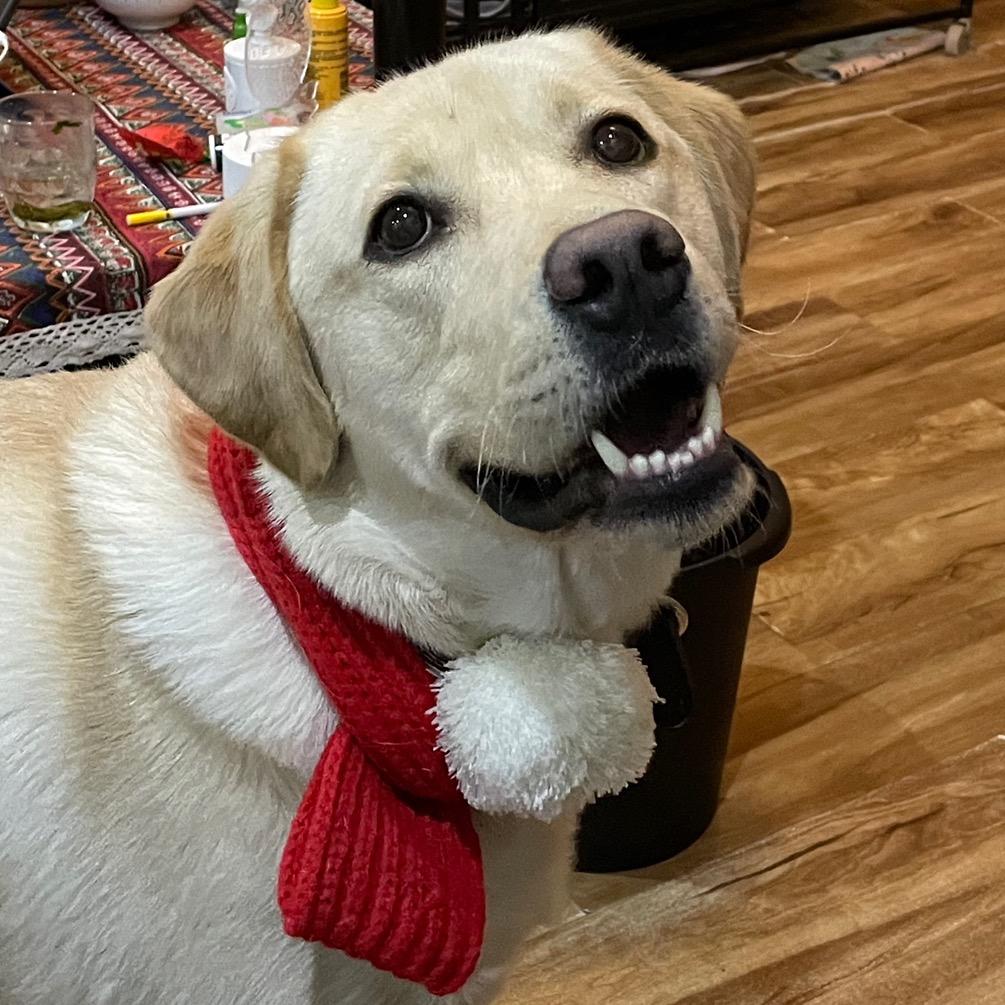 成都魅力胖狗爱旅行