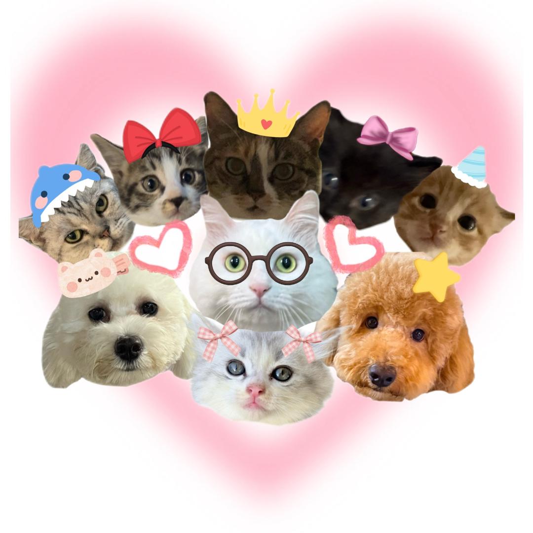 猪咪妈咪🐱🐶
