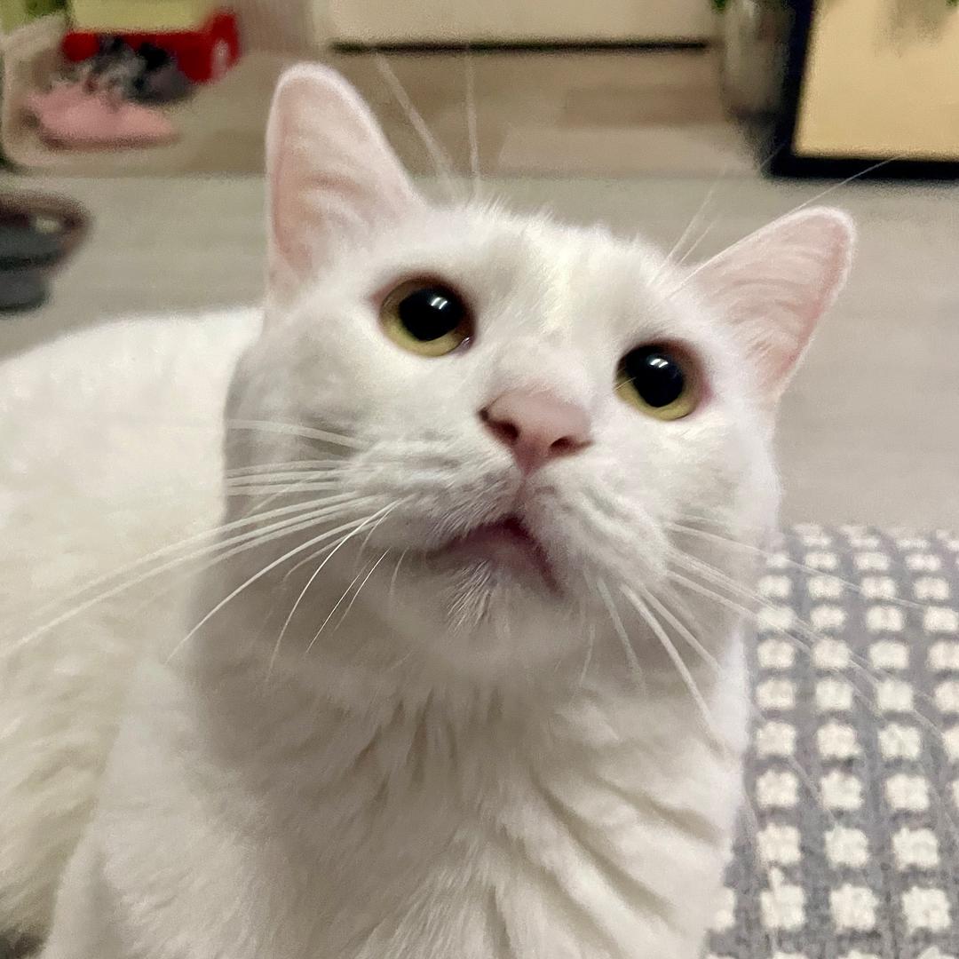 🦐练（已减20斤减脂版）