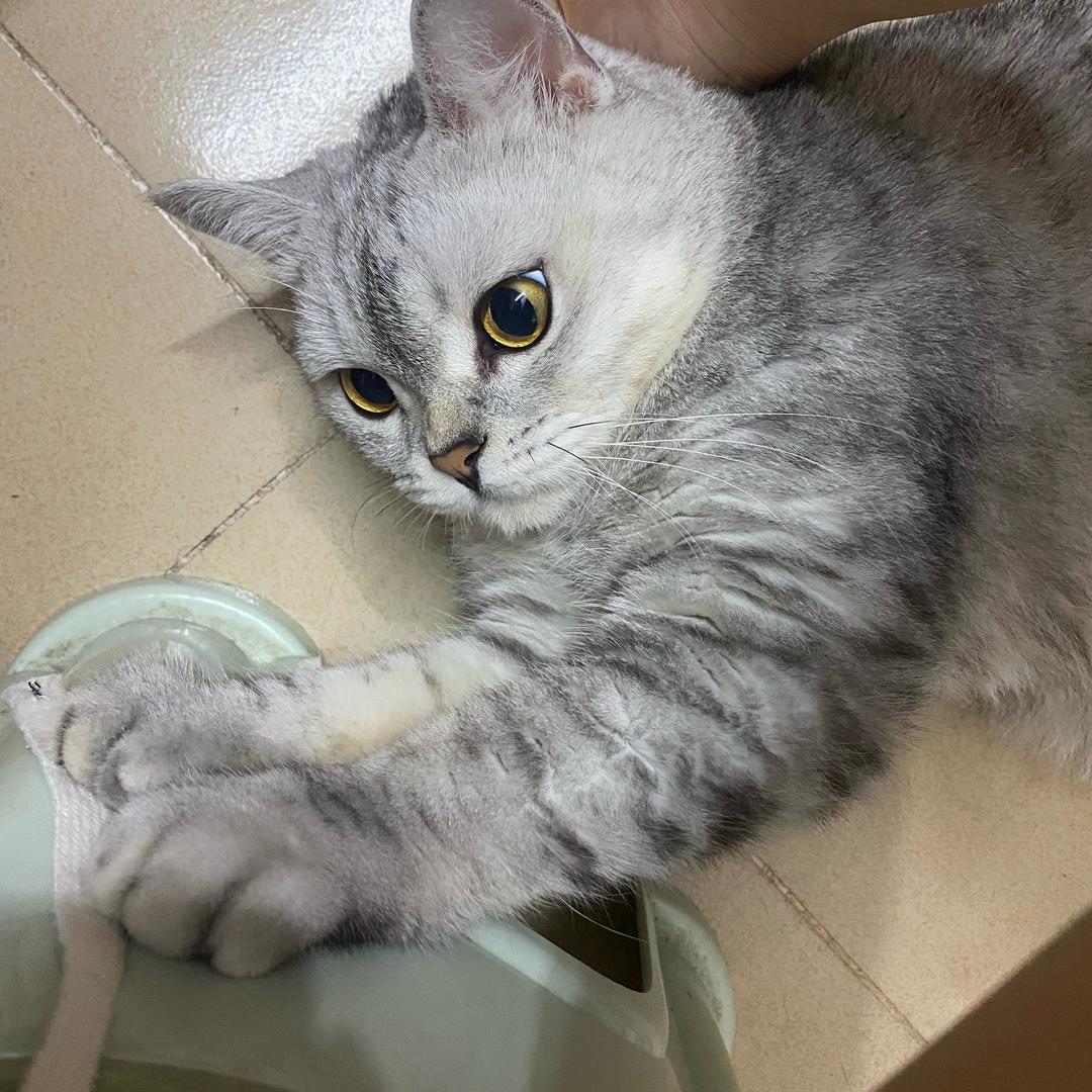 脾气很臭的小猫