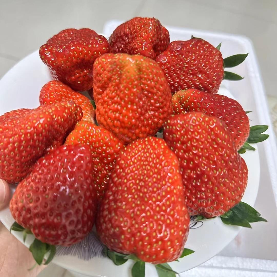 顺平草莓园🍓