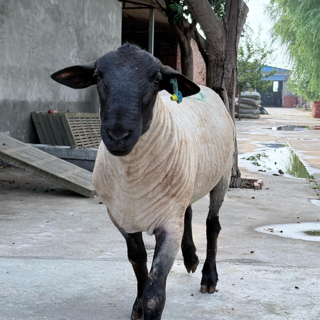 萨福克养殖基地🐑