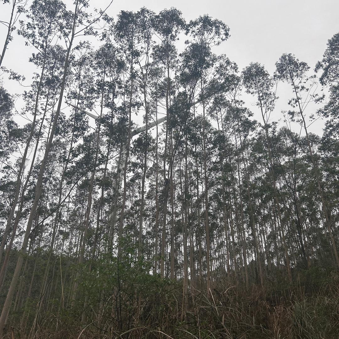幸福的小猫咪