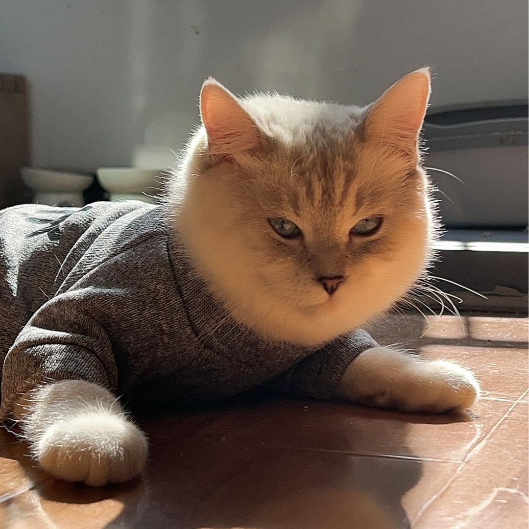猫咪日常记录