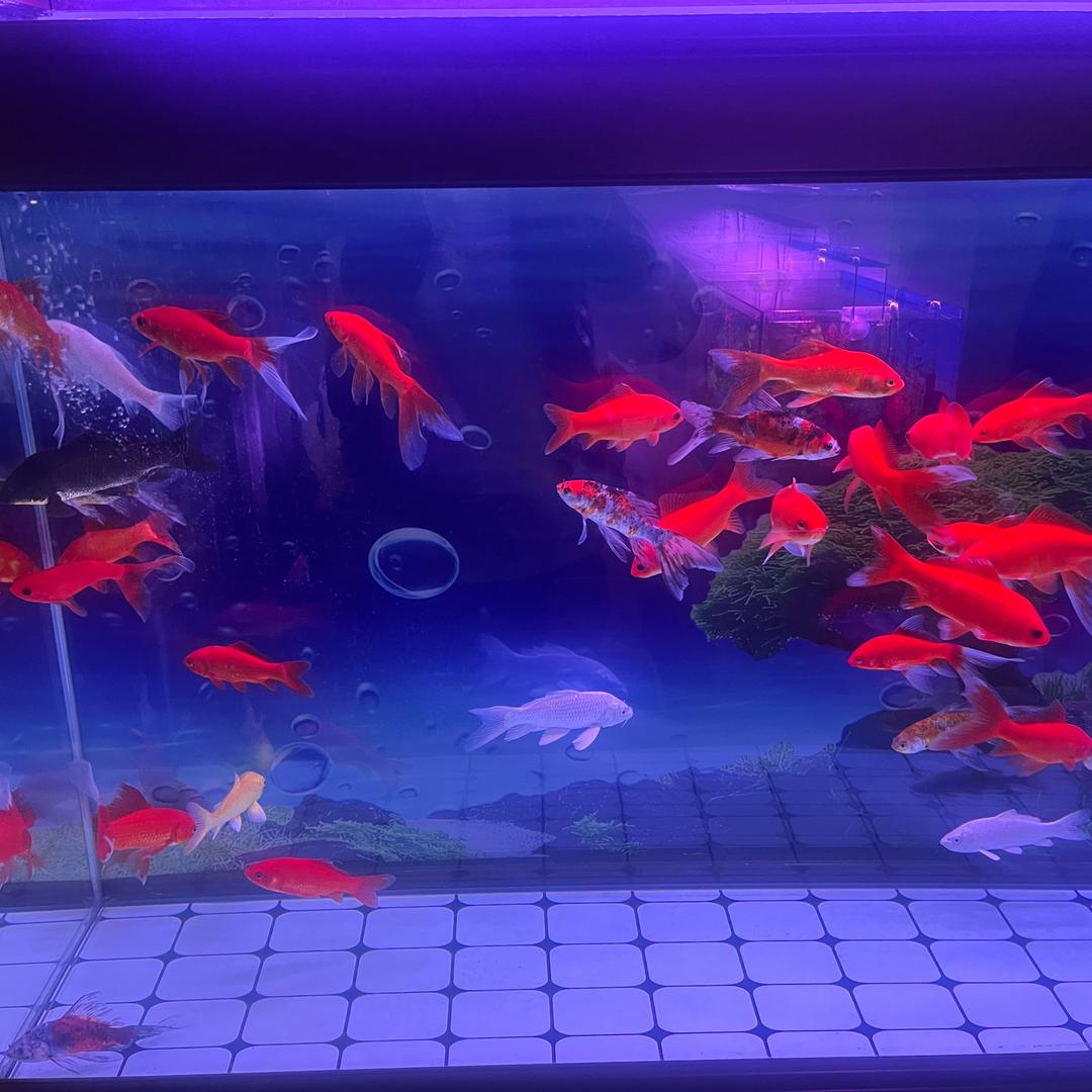 皮皮哥