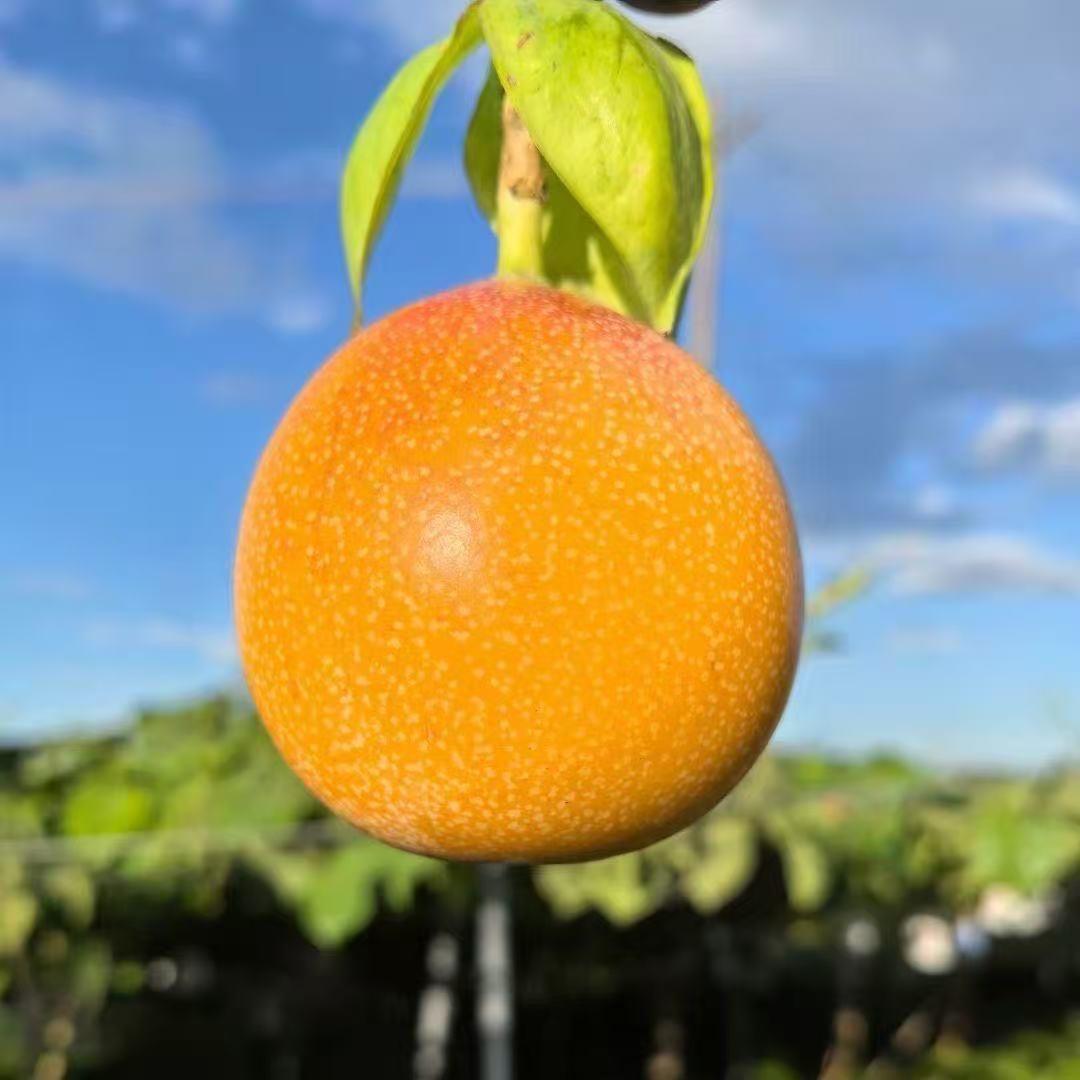 农夫水果旺满糖水果批发中心