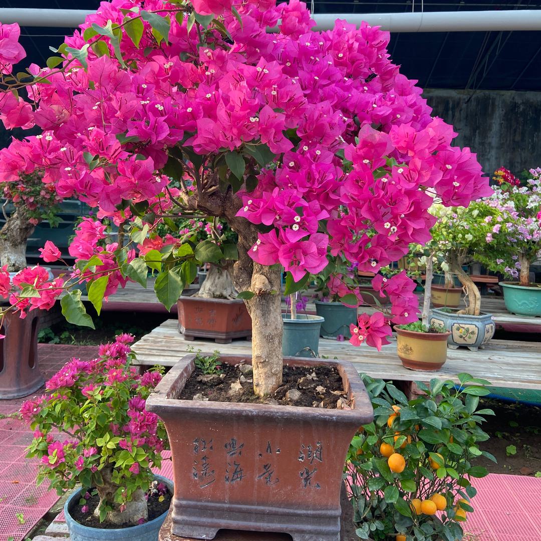 花夫行者