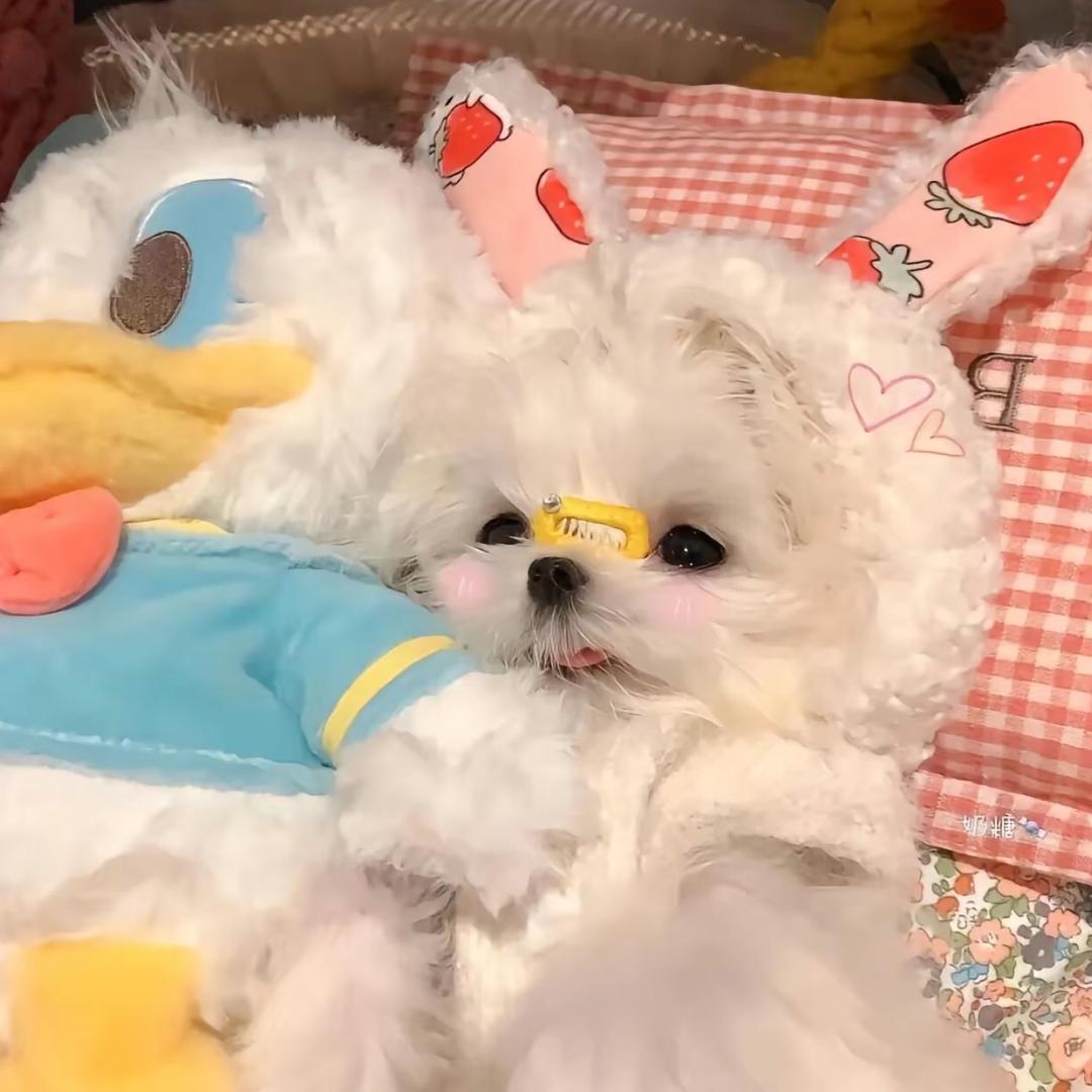 心悦如糖