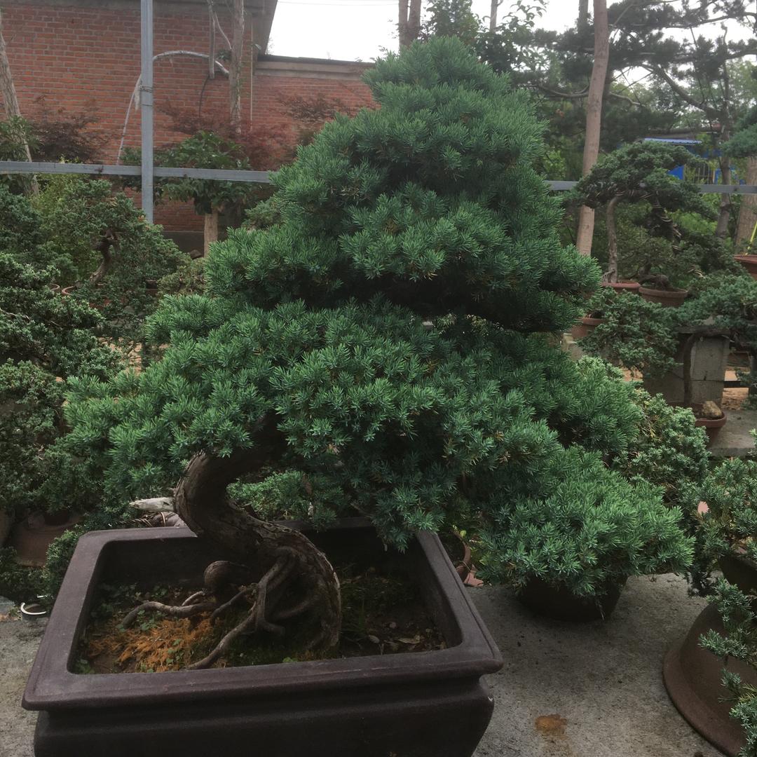 柏艺园盆景
