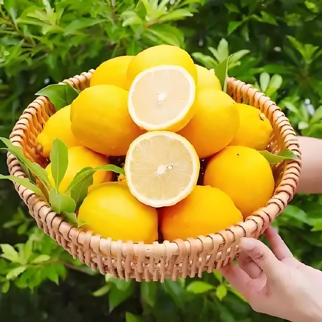 四川安岳黄柠檬果园直发产地直发