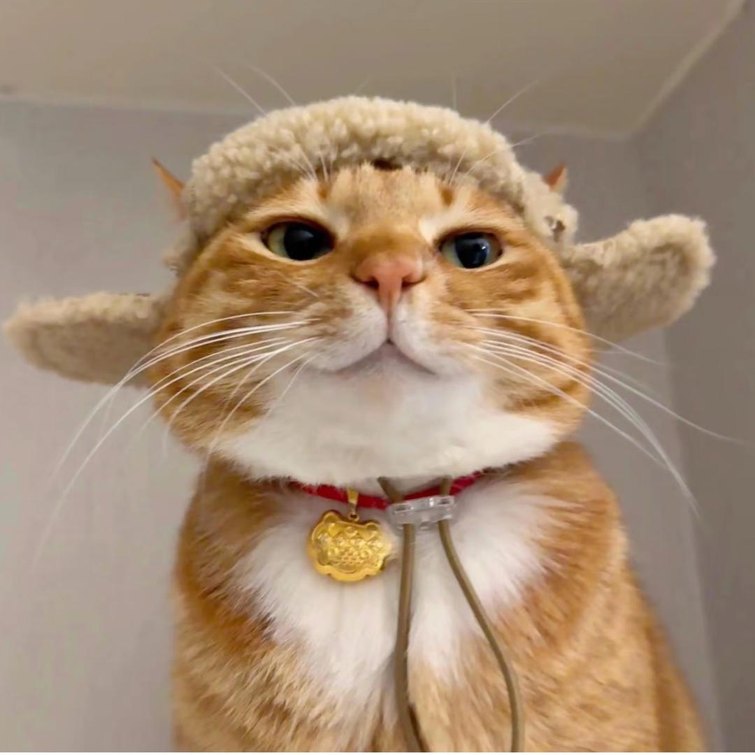 盒子里的猫