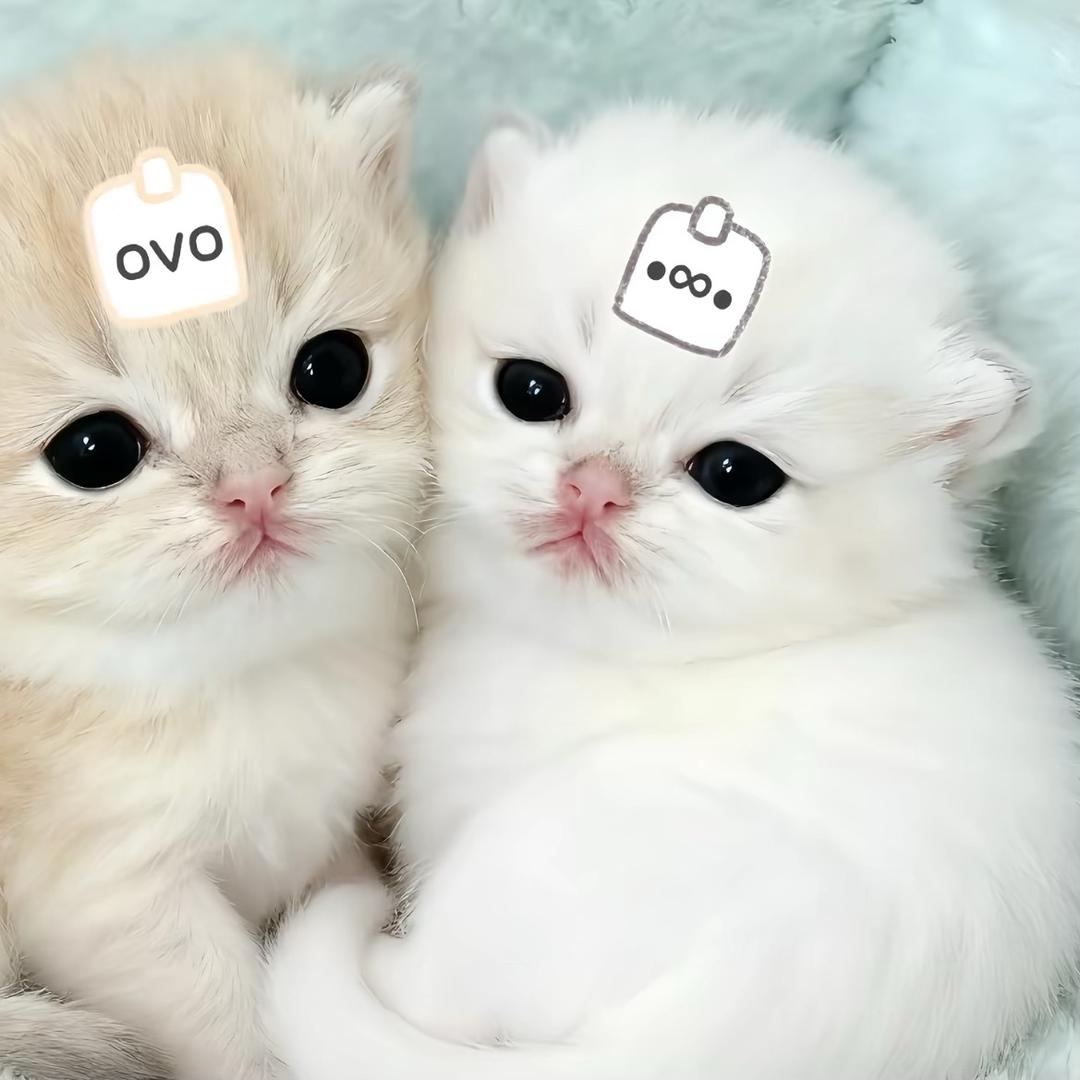 蔡蔡