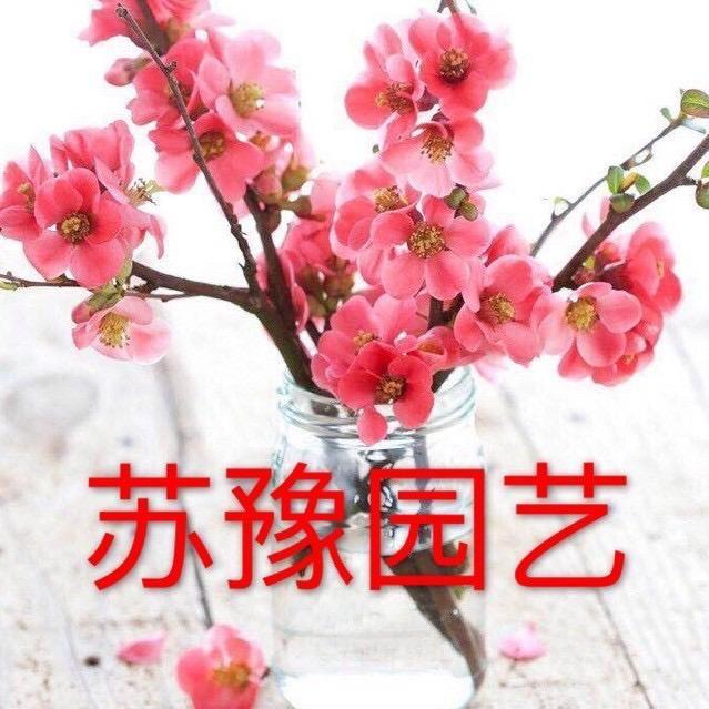 苏豫园艺(小马)